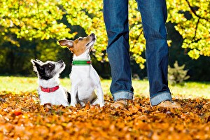 Dierendag 4 oktober 